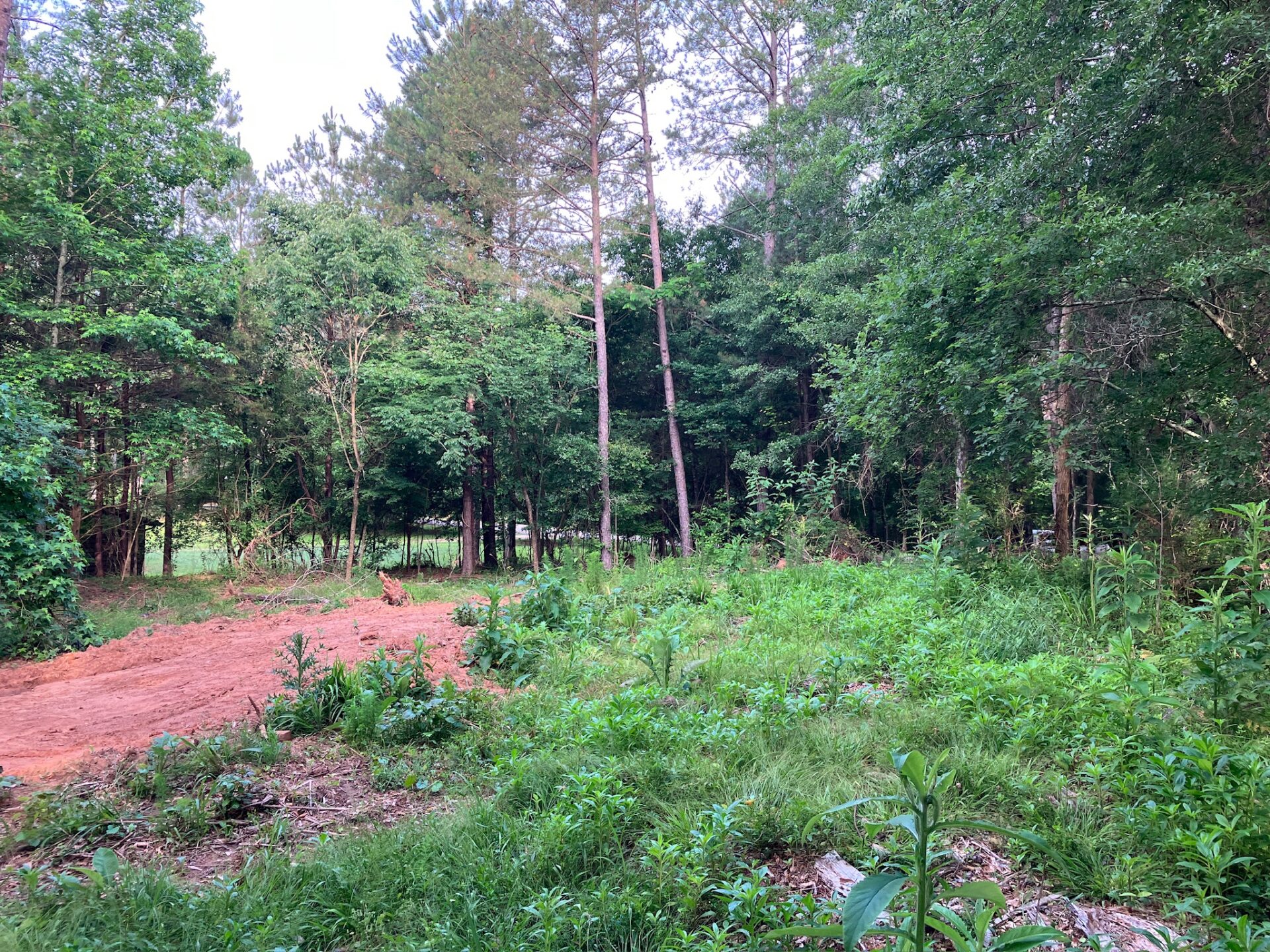 land before clearing and overgrown brush and trees