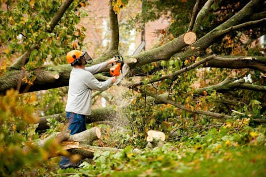 Tree Removal Service by TBX Landworks in Athens, Georgia