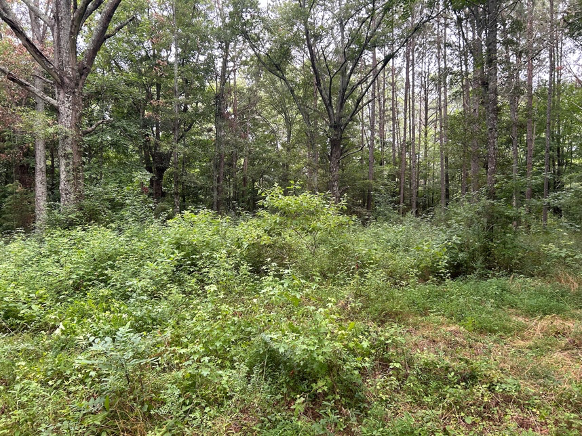 Future Conex Site-before forestry mulching