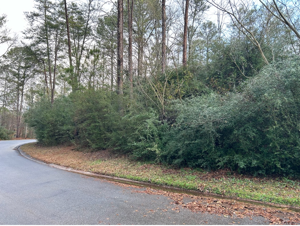 Residential Property Before Brush Removal in Athens GA