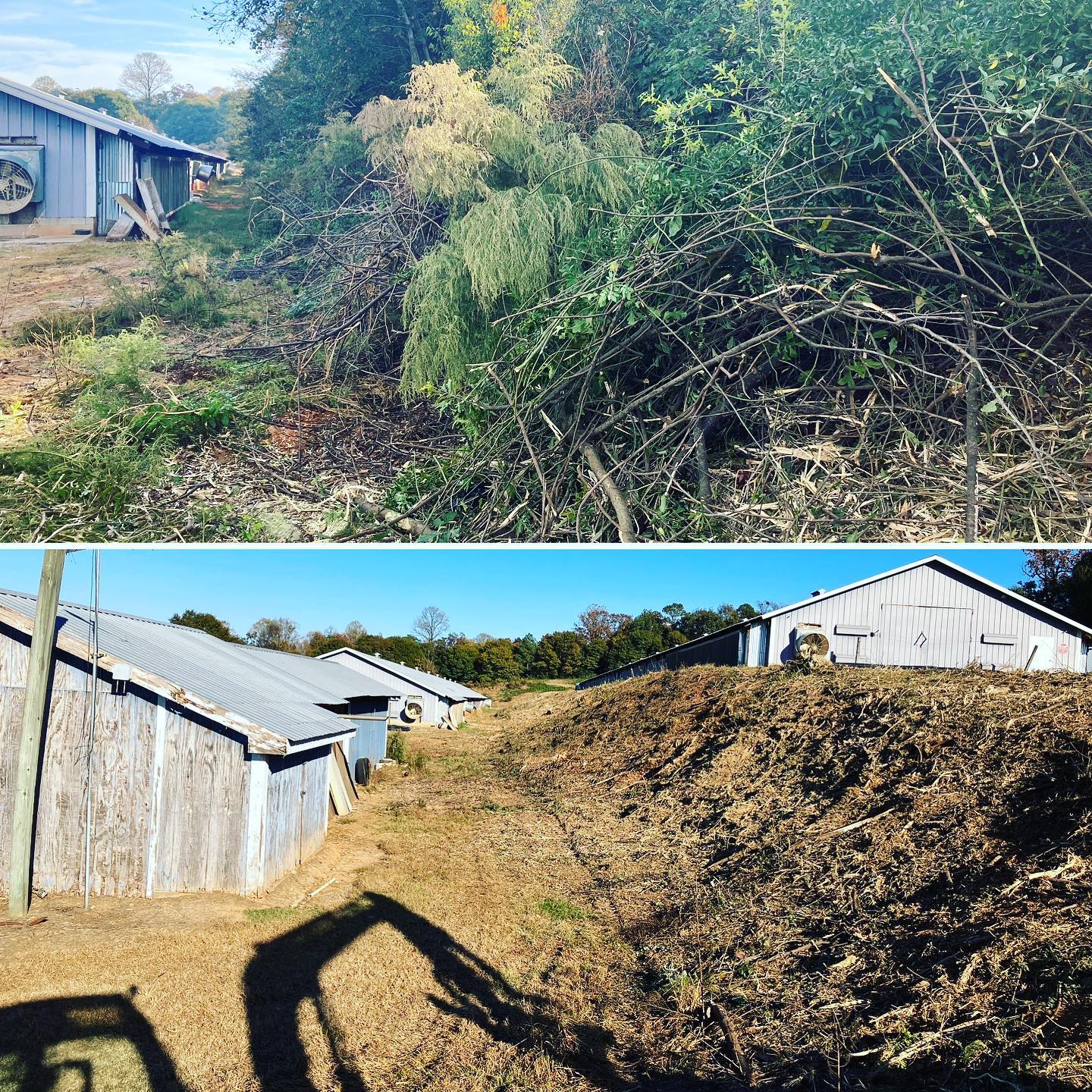 forestry mulching at chicken farm