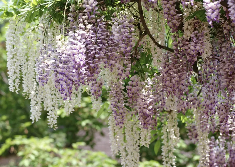 Wisteria Removal by TBX Landworks