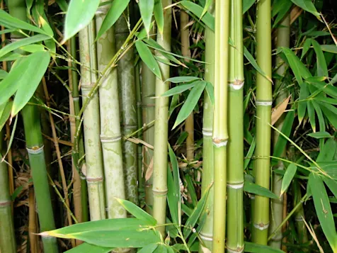 bamboo removal service