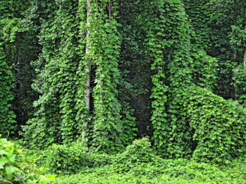 kudzu removal by TBX Landworks