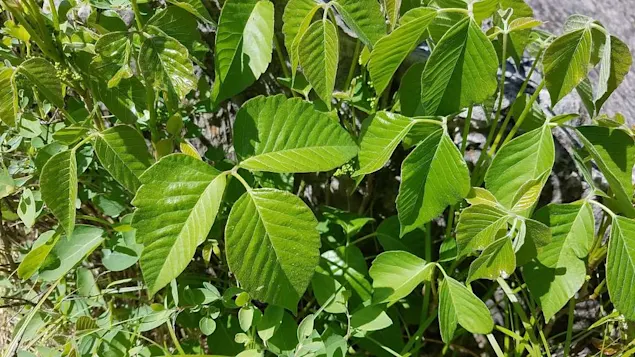 poison ivy removal