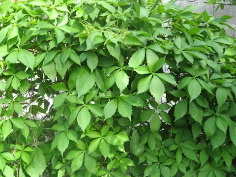 Virginia creeper removal by TBX Landworks